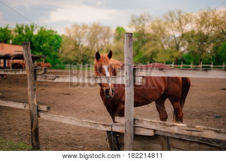 Two horses in a paddock during summer in Scotland.