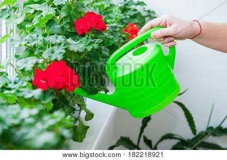Human Hand Holding Watering Can And Watering Red Geranium Flowers Pots On Windowsill. Indoor. Select