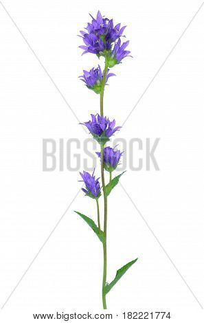 Campanula glomerata flower isolated on white background