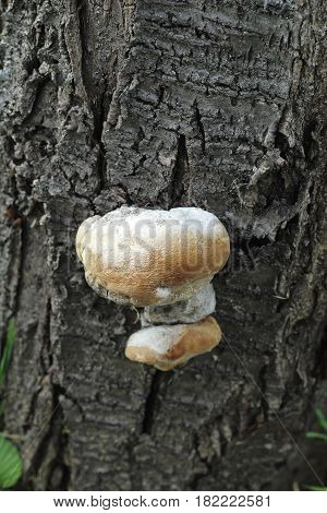 close up of mushrooms grow on a tree