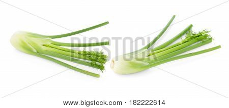 closeup fresh fennel bulb isolated on white background