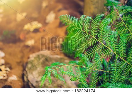 Nature Green Fern In Rain Forest With Sun Light