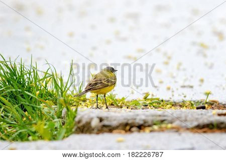 Adorable yellow wagtail bird. Romantic mood. Raining weather