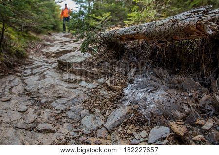 Needle Ice Along Side of Trail in the Smokies