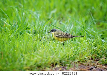 Adorable yellow wagtail bird in wet raw grass