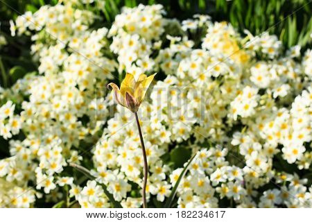 White and yellow blooming spring flowers on meadow. Natural background. Selective focus.