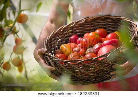 Ripe organic tomatoes in greenhouse in a garden ready to harvest. Closeup of basket with fresh vegetables in woman's hands. Healthy food concept