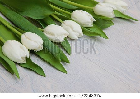 white tulips with green leaves on white wooden background