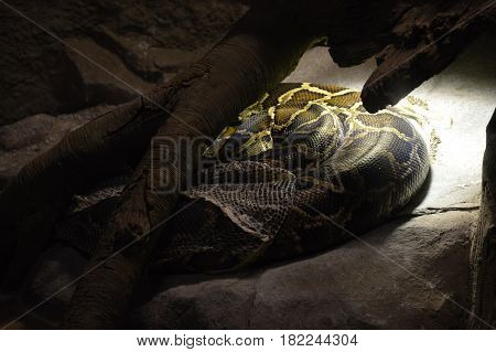 A Burmese python under a heat lamp