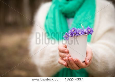 Woman holding beautiful snowdrops in a paper cup. first spring flowers in a forest. Wild flowers. spring concept.