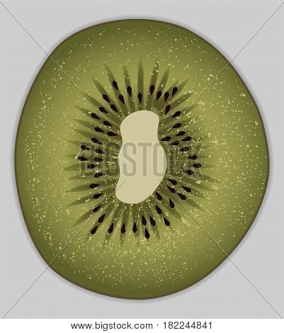 Slice of fresh kiwi fruit, Kiwi isolated vector on white background