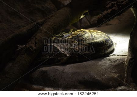 A Burmese python under a heat lamp