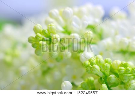 Blooming bright white petals springtime flowers. Romantic clean background with copy space. Inspirational spring nature fragility. Macro flower closeup.