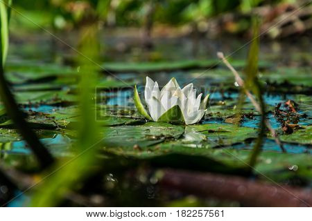White water lily in a pond, near Grigorievka village, Orenburg region of Russia