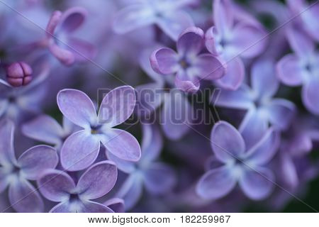 shoot of lilac flowers as a background