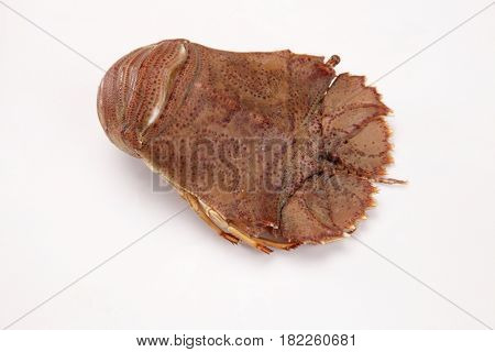slipper lobster on the white background