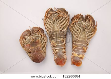 slipper lobster on the white background