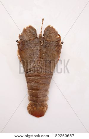 slipper lobster on the white background