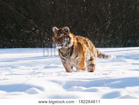 Running and hunting Siberian tiger in wild winter nature - Panthera tigris altaica