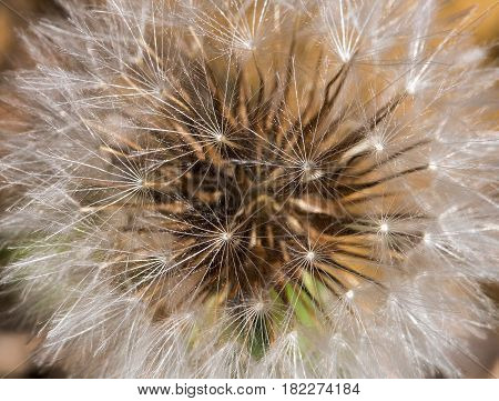 Close up of a Urospermum picroides wild flower commonly known as prickly goldenfleece from the nature of Cyprus
