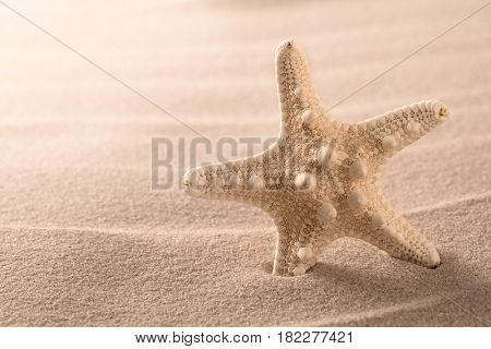 seastar or sea starfish standing in beach sand. Star fish on background with copy space.