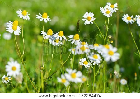Chamomile flowers in beautiful nature scene. Blooming medical chamomilles in sun flare. Beautiful blooming daisy field. Daisy flower background.