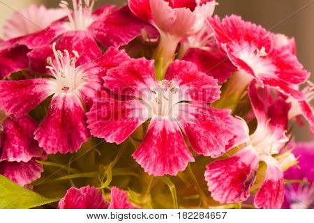 Closeup red Dianthus flower ( Dianthus chinensis ) in garden.