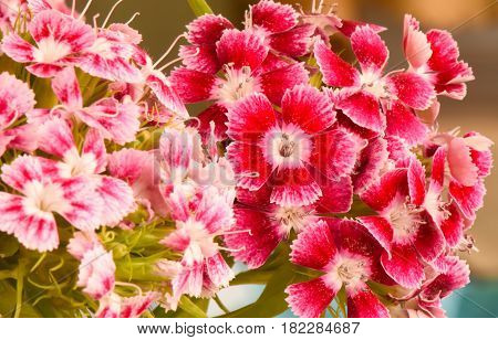 Closeup pink and red Dianthus flower ( Dianthus chinensis ) in garden.