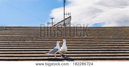 Two Beautiful White Birds, Gulls On The Roof Of The Seaside Village, The Blue Sky