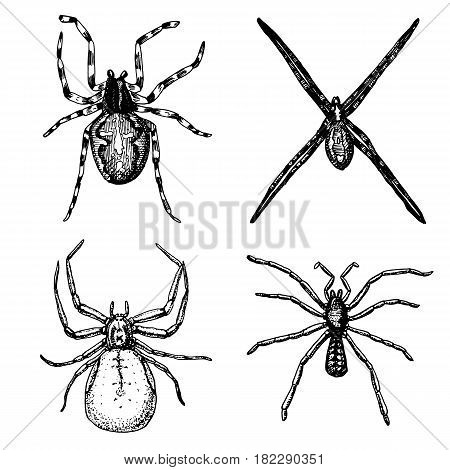 Spider or arachnid species, most dangerous insects in the world, old vintage for halloween or phobia design. hand drawn, engraved may use for tattoo, web and poison black widow, tarantula, birdeater.