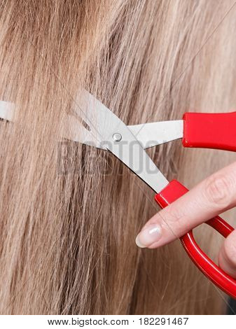 Red Scissors On Blonde Hair. Close Up.