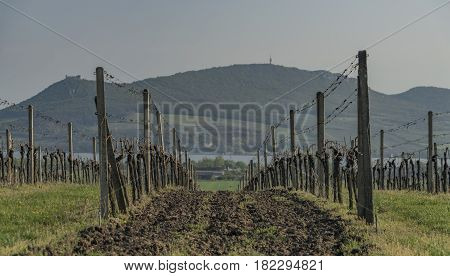 Palava area in spring sunny day between Popice and Dolni Vestonice villages