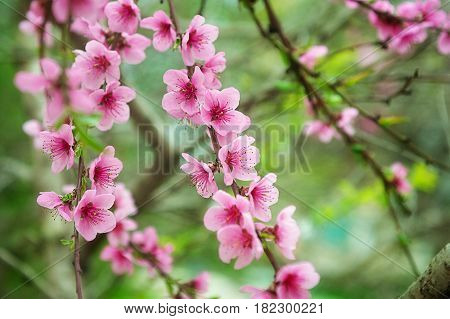Pink peach blossom On a natural green background