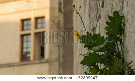 plant growing from the stone wall, clopse up