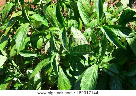 Indigo leafs on tree (Indigofera tinctoria L)