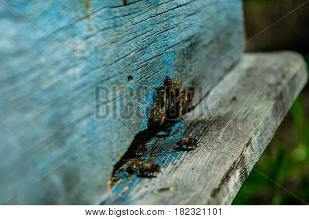 Bees near the beehive guard the dwelling. An apiary in Bashkortostan.