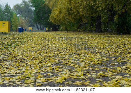 The first snow in the park against a background of yellow foliage