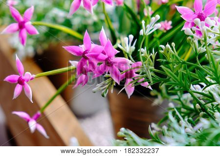Flowers on the window on a clear sunny day. Window and flowerbox