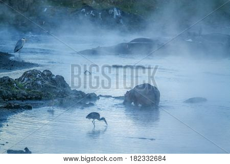 Hippopotamus in Kruger national park, South Africa ; Specie Hippopotamus amphibius family of Hippopotamidae
