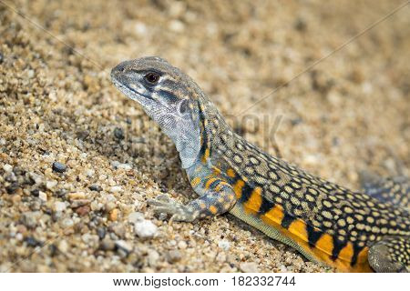 Image of Butterfly Agama Lizard (Leiolepis Cuvier) on the sand. Reptile Animal