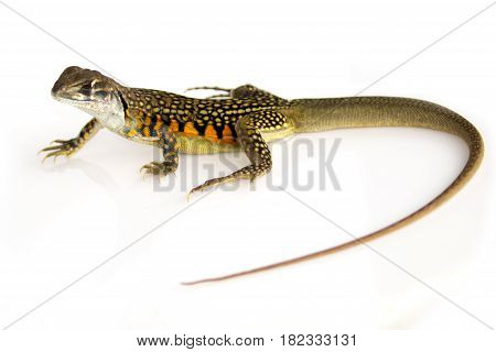 Image of Butterfly Agama Lizard (Leiolepis Cuvier) on white background. Reptile Animal