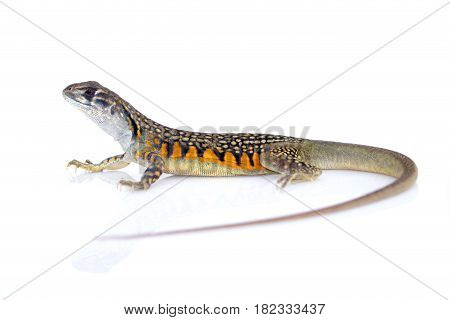 Image of Butterfly Agama Lizard (Leiolepis Cuvier) on white background. Reptile Animal