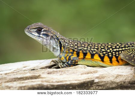Image of Butterfly Agama Lizard (Leiolepis Cuvier) on nature background. . Reptile Animal