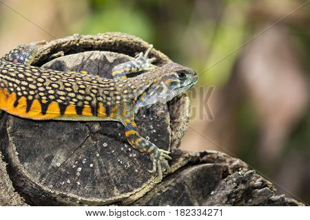 Image of Butterfly Agama Lizard (Leiolepis Cuvier) on nature background. . Reptile Animal