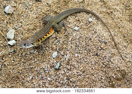 Image of Butterfly Agama Lizard (Leiolepis Cuvier) on the sand. Reptile Animal