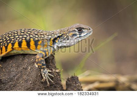 Image of Butterfly Agama Lizard (Leiolepis Cuvier) on nature background. . Reptile Animal
