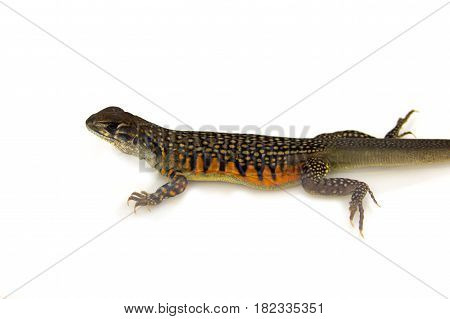 Image of Butterfly Agama Lizard (Leiolepis Cuvier) on white background. Reptile Animal