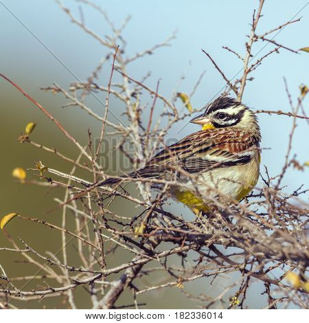 Golden-breasted bunting in Kruger national park, South Africa ; Specie Fringillaria flaviventris family of Emberizidae