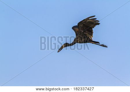 African openbill in Kruger national park, South Africa ; Specie Anastomus lamelligerus family of Ciconiidae