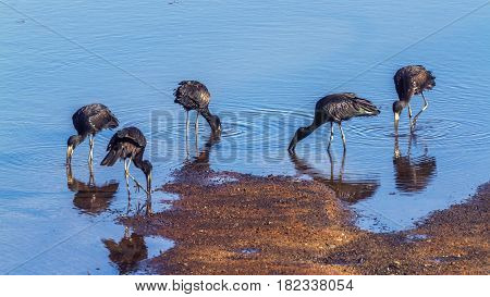 African openbill in Kruger national park, South Africa ; Specie Anastomus lamelligerus family of Ciconiidae